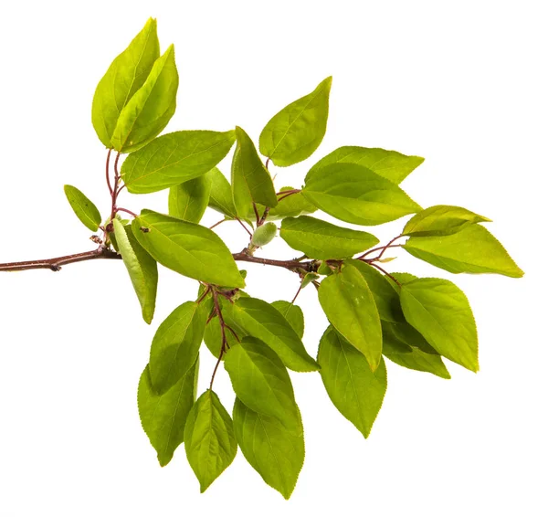 yeşil yaprakları ile kayısı ağacının şube. Beyaz arka üzerinde izole