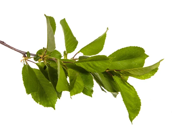 Ramo de uma árvore de cereja com folhas verdes. Isolado em bac branco — Fotografia de Stock