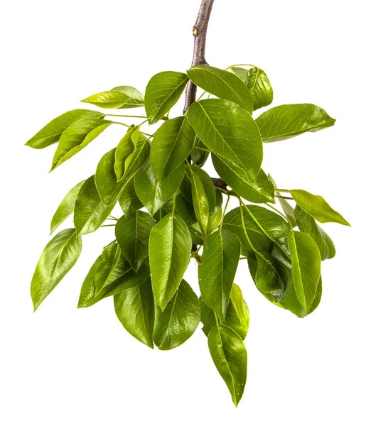 yeşil yaprakları ile bir armut ağacının şube. Beyaz arka üzerinde izole