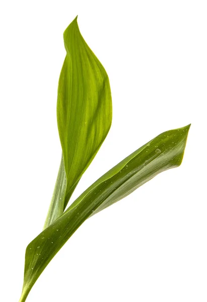 Zelený list lilie z údolí. Izolovaný na bílém backgrou — Stock fotografie