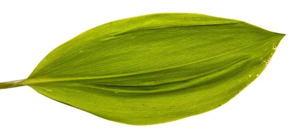Πράσινο φύλλο κρίνος του λουλουδιού κοιλάδα. Απομονωμένος σε λευκό προγρού — Φωτογραφία Αρχείου