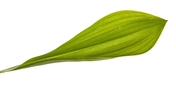 Lirio de hoja verde de la flor del valle. Aislado sobre fondo blanco —  Fotos de Stock