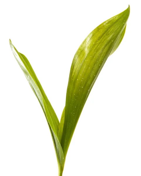 Lirio de hoja verde de la flor del valle. Aislado sobre fondo blanco —  Fotos de Stock