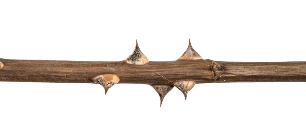 Kuru kök Gül çalı. Beyaz arka planda yalıtılmış