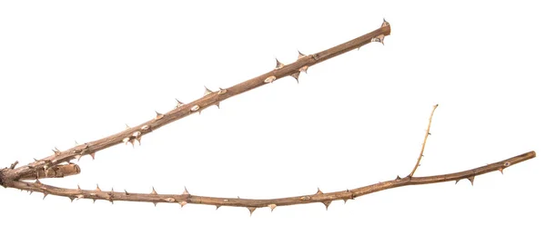 Kuru kök Gül çalı. Beyaz arka planda yalıtılmış