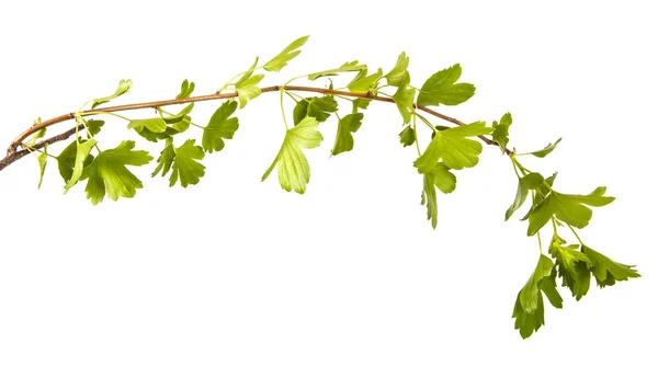 Ramo de um arbusto de passa de Corinto com folhas verdes. Isolado em branco ba — Fotografia de Stock