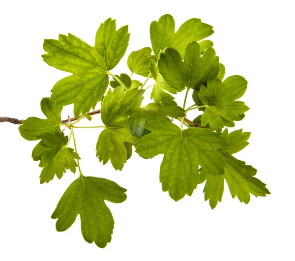 Branch of a currant bush with green leaves. Isolated on white ba — Stock Photo, Image