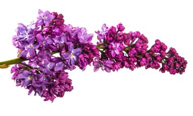 Mor çiçeklerle çiçek açan Lila. Beyaz backgrou üzerinde izole