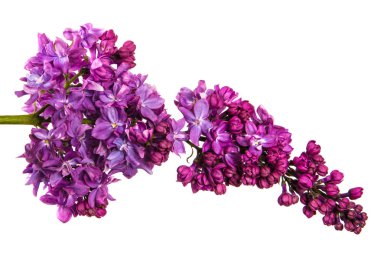 Mor çiçeklerle çiçek açan Lila. Beyaz backgrou üzerinde izole