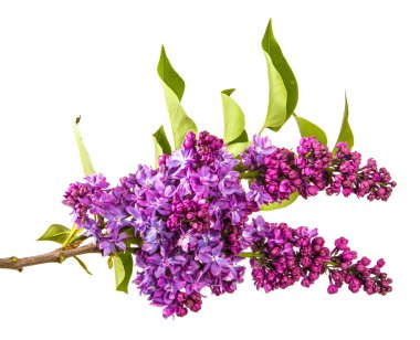 Mor çiçeklerle çiçek açan Lila. Beyaz backgrou üzerinde izole