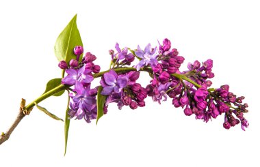 Mor çiçeklerle çiçek açan Lila. Beyaz backgrou üzerinde izole