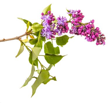 Mor çiçeklerle çiçek açan Lila. Beyaz backgrou üzerinde izole