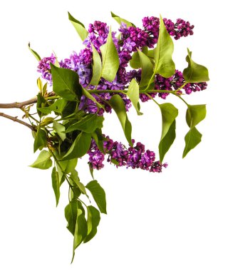 Mor çiçeklerle çiçek açan Lila. Beyaz backgrou üzerinde izole