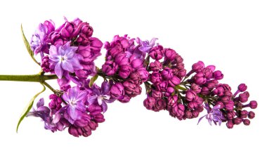 Mor çiçeklerle çiçek açan Lila. Beyaz backgrou üzerinde izole