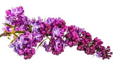 Mor çiçeklerle çiçek açan Lila. Beyaz backgrou üzerinde izole