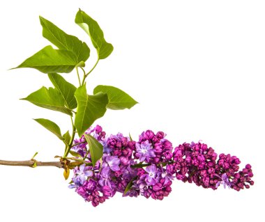 Mor çiçeklerle çiçek açan Lila. Beyaz backgrou üzerinde izole