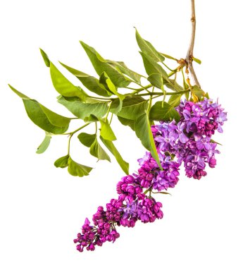 Mor çiçeklerle çiçek açan Lila. Beyaz backgrou üzerinde izole