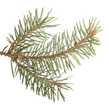 Ladin şubesinin bir parçasıdır. Beyaz arka planda izole