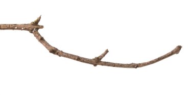 bir Lila çalı kuru şube. Beyaz arka planda izole