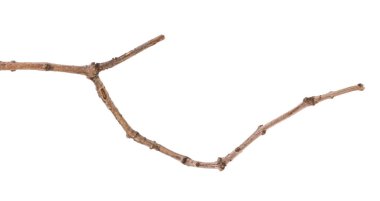 bir Lila çalı kuru şube. Beyaz arka planda izole