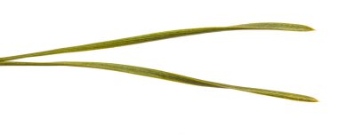 Beyaz arka planda izole çam yeşil iğneler. makro Photog