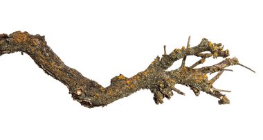 kayısı ağacının kuru dalı. Beyaz arka planda yalıtılmış