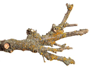 kayısı ağacının kuru dalı. Beyaz arka planda yalıtılmış