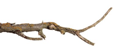 kayısı ağacının kuru dalı. Beyaz arka planda yalıtılmış