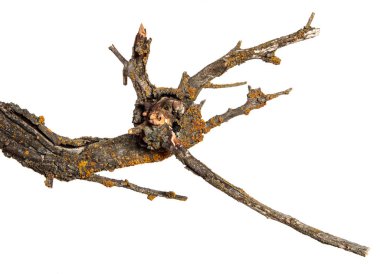 kayısı ağacının kuru dalı. Beyaz arka planda yalıtılmış