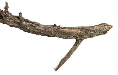 kayısı ağacının kuru dalı. Beyaz arka planda yalıtılmış