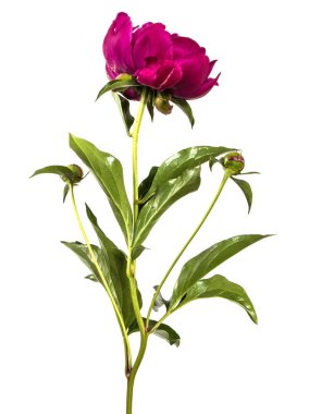 Beyaz arkaplanda kırmızı şakayık çiçeği izole