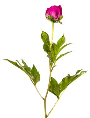 Beyaz arkaplanda kırmızı şakayık çiçeği izole