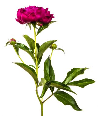 Beyaz arkaplanda kırmızı şakayık çiçeği izole