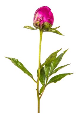 Beyaz arkaplanda kırmızı şakayık çiçeği izole