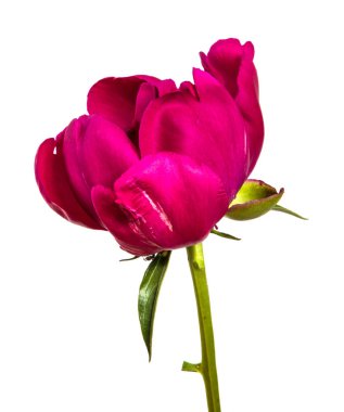 Beyaz arkaplanda kırmızı şakayık çiçeği izole