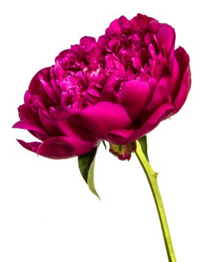 Beyaz arkaplanda kırmızı şakayık çiçeği izole