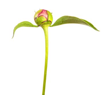 Beyaz arka planda izole şakayık tomurcuk