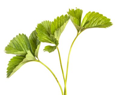 Bir çilek çalı yeşil yaprak. Beyaz backgrou üzerinde izole