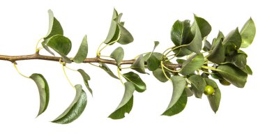 yeşil yaprakları ile bir armut ağacının şube. Beyaz arka üzerinde izole