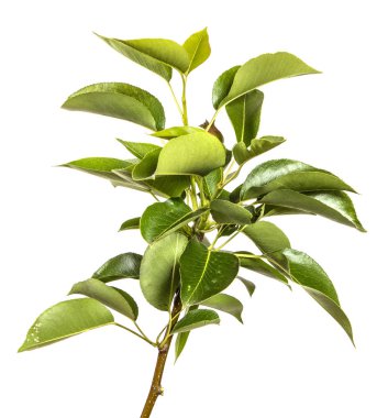 yeşil yaprakları ile bir armut ağacının şube. Beyaz arka üzerinde izole