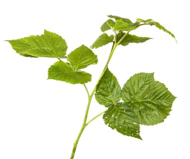 yeşil yaprak ahududu. Beyaz arka planda yalıtılmış