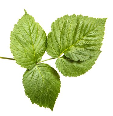 yeşil yaprak ahududu. Beyaz arka planda yalıtılmış