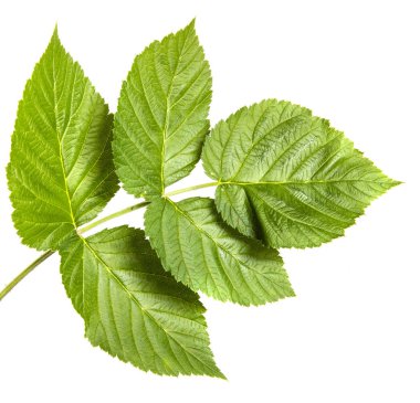 yeşil yaprak ahududu. Beyaz arka planda yalıtılmış