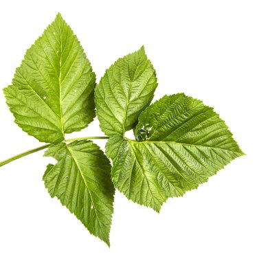 yeşil yaprak ahududu. Beyaz arka planda yalıtılmış