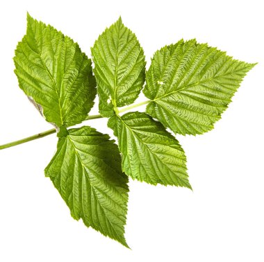 yeşil yaprak ahududu. Beyaz arka planda yalıtılmış