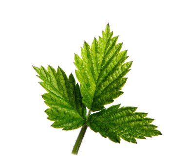 İzole beyaz arka planda ahududu Bush bırakır, yakın çekim