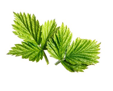 İzole beyaz arka planda ahududu Bush bırakır, yakın çekim