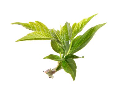 Maple Tree izole beyaz arka planda yaprakları, yakın çekim