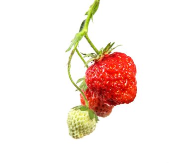 İzole beyaz bir arka plan müziği üzerinde bir şube üzerinde taze bir çilek Berry