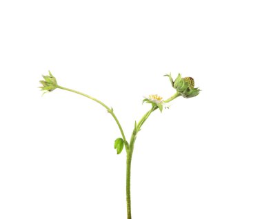 izole beyaz artalan yeşillik ile olgunlaşmamış yeşil çilek